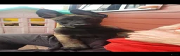 Belgian Shepherd Dog dogs for sale: Malinois! 5generation.ready soon - Advert 11