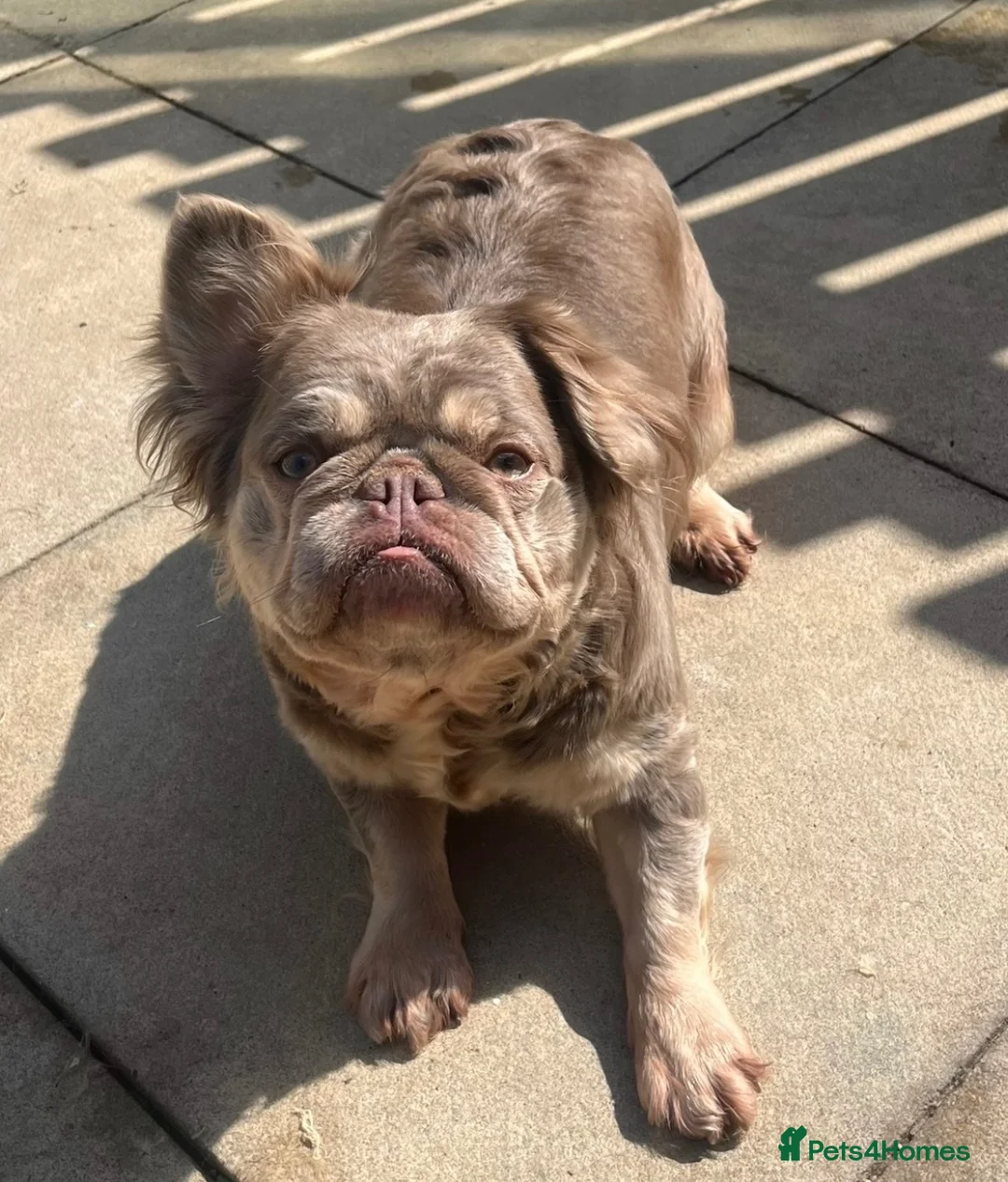 French Bulldog dogs for sale: Female Fluffy Frenchie Carrying Pink🎀 - Advert 2