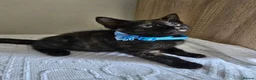 Mixed Breed cats for sale: 3  kittens😸  ready to go in Wisbech - Advert 13