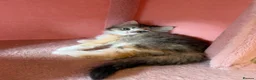 British Longhair cats for sale: LOOKING FOR A NEW HOME!!! NEW FAMILY  - Advert 12