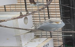 Budgerigars birds for sale: Budgies  - Image 9