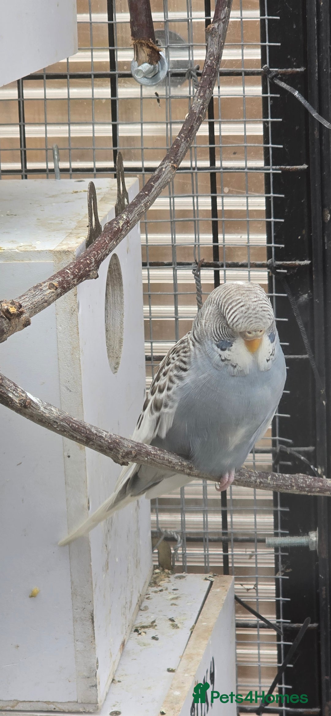 Budgerigars birds for sale: Budgies  - Image 9