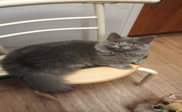British Longhair cats - Advert 5