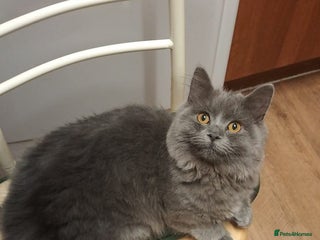 British Longhair cats - Advert 13