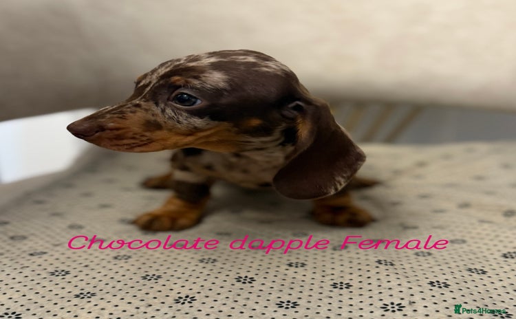 Miniature Dachshund dogs - Advert 3