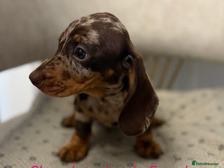 Miniature Dachshund dogs - Advert 21