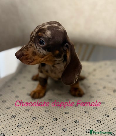 Miniature Dachshund dogs - Advert 1