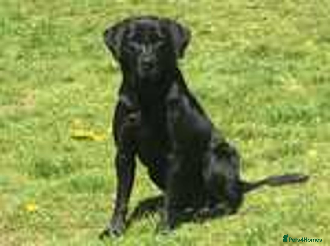 Labrador Retriever dogs for sale: Excellent KC Registered working Black Lab pups  - Image 13