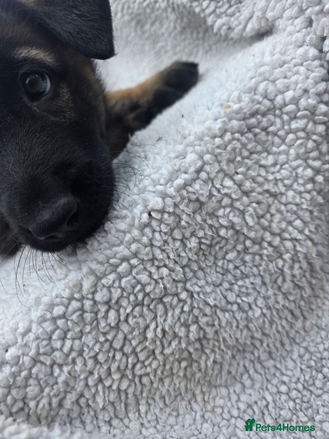Belgian Shepherd Dog dogs for sale: belguim malinois free training provided - Image 27