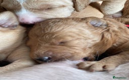 Australian Labradoodle dogs for sale: Australian Labradoodle Puppies F1b - Image 2