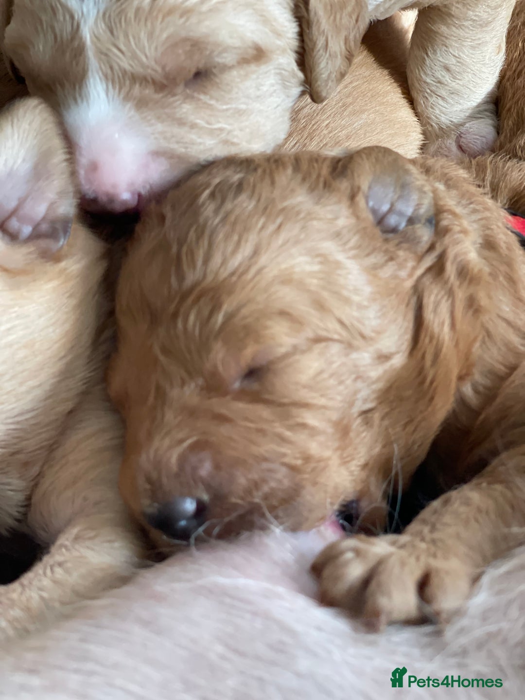 Australian Labradoodle dogs for sale: Australian Labradoodle Puppies F1b - Image 2