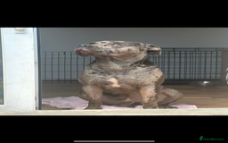 Cane Corso dogs for sale: Zeus Mastiff  - Image 3