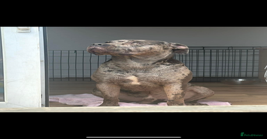 Cane Corso dogs - Advert 1