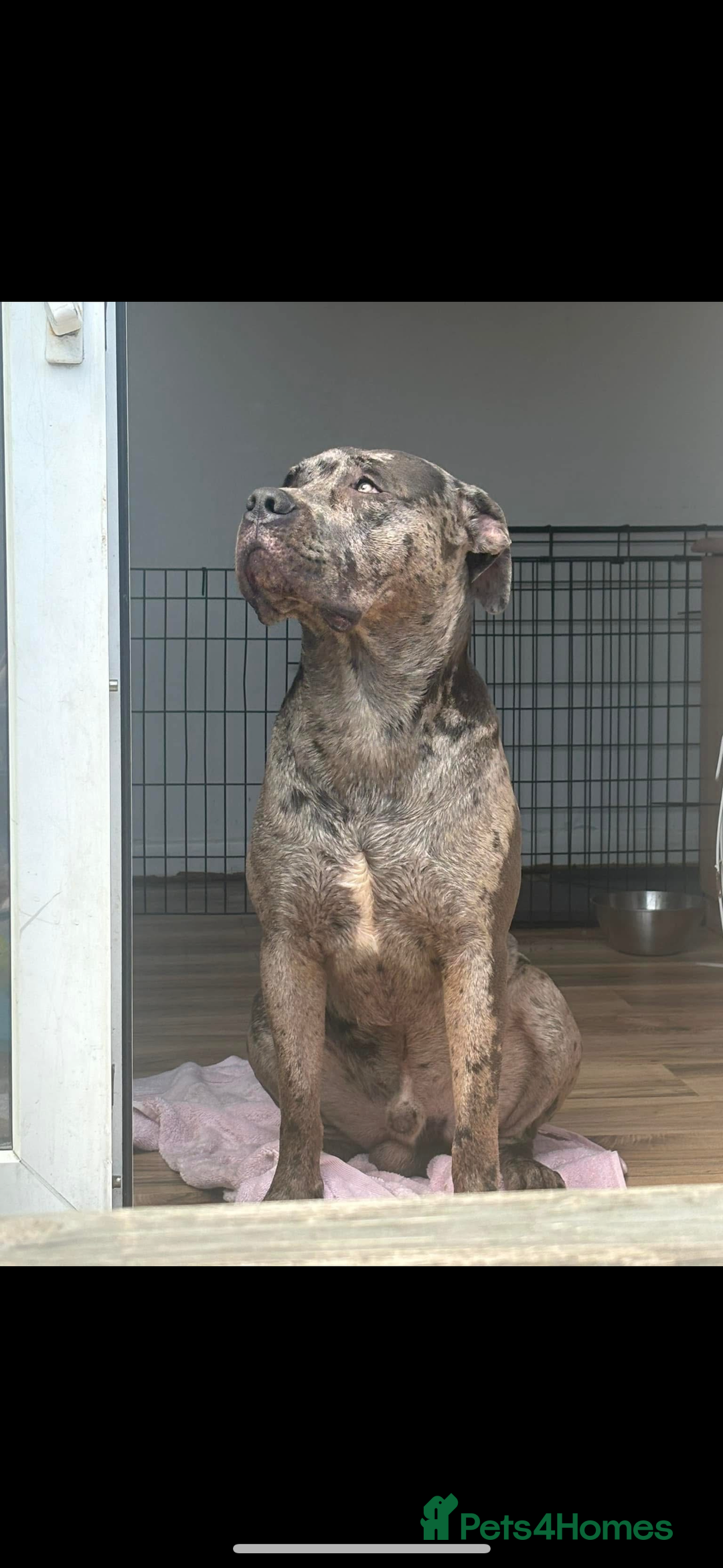 Cane Corso dogs for sale: Zeus Mastiff  - Image 3