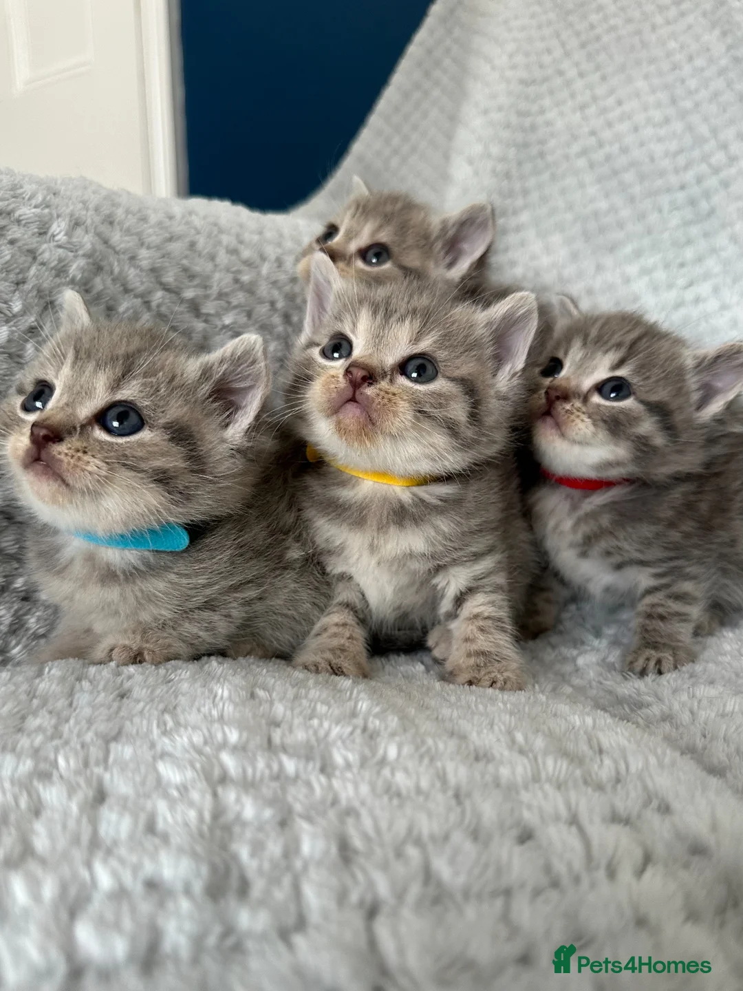 British Shorthair cats for sale: BSH Grey Stripe and White Colourpoint - Advert 1