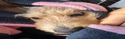 Mixed Breed dogs for sale: Golden female doxiepoo 5 mo in Westcliff-on-Sea - Advert 8