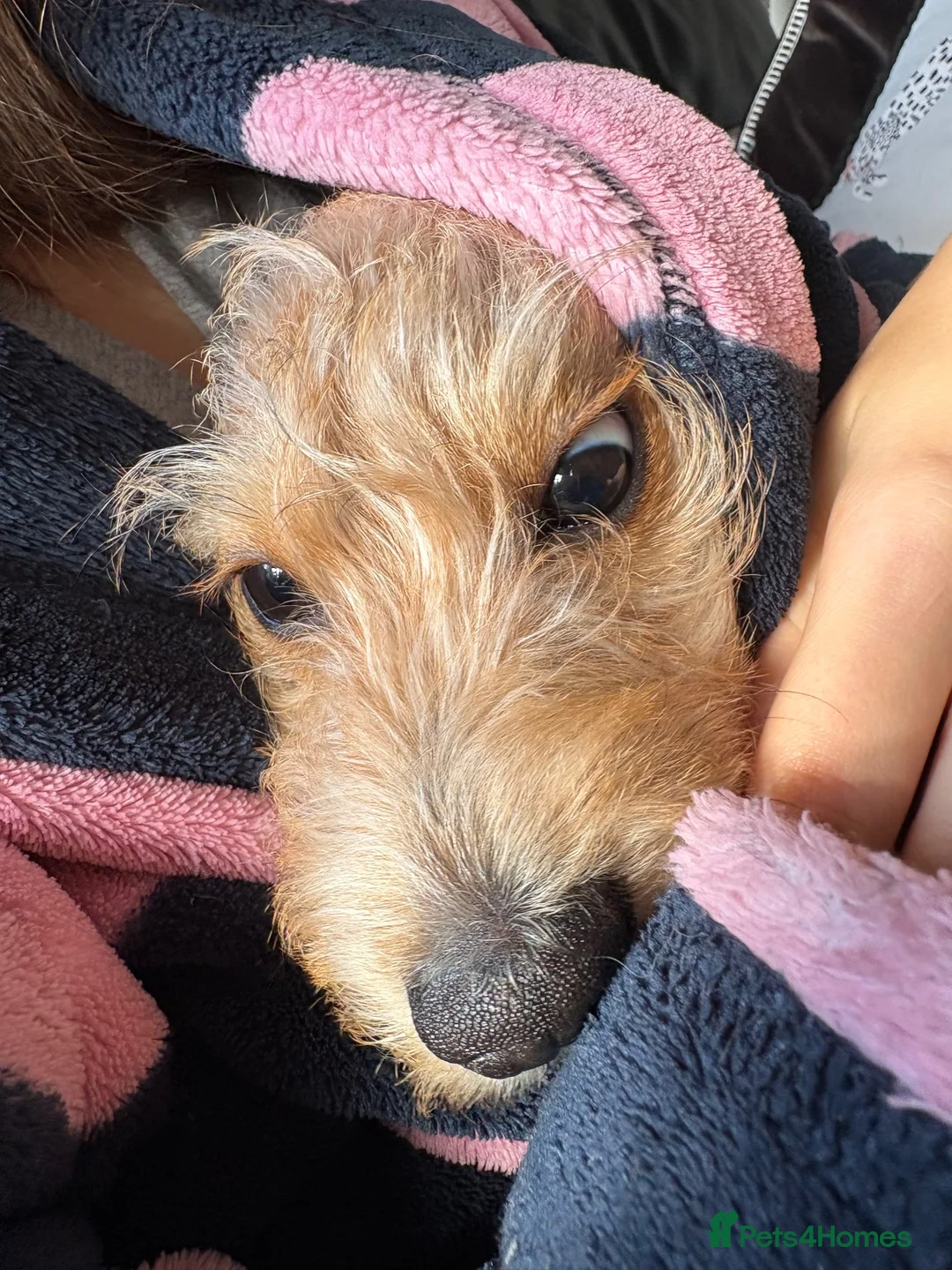 Mixed Breed dogs for sale: Golden female doxiepoo 5 mo in Westcliff-on-Sea - Advert 8
