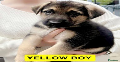 German Shepherd dogs - Advert 5