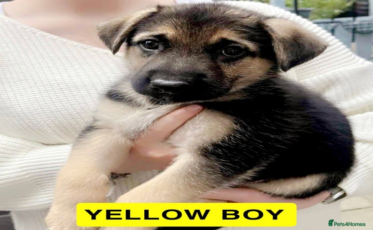 German Shepherd dogs - Advert 6