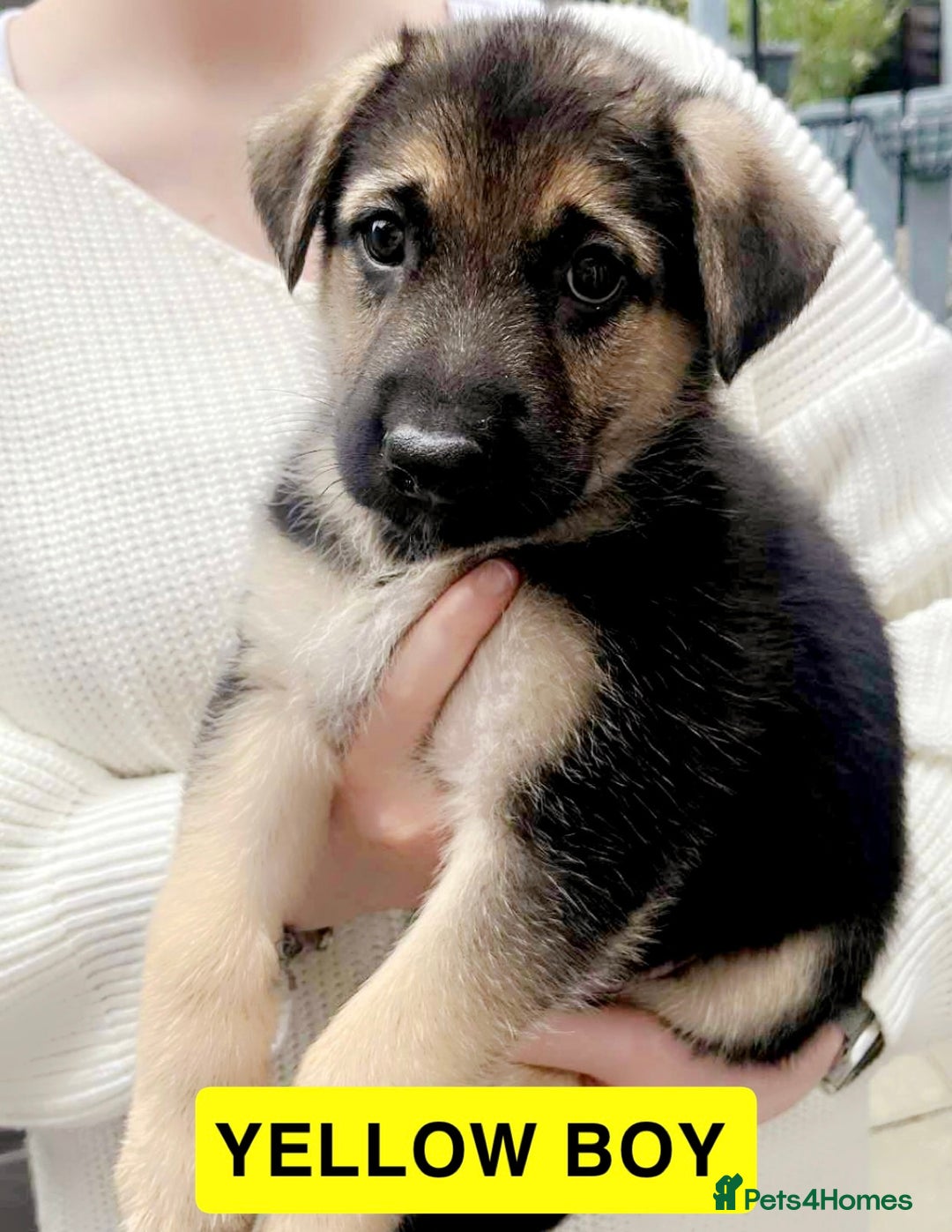 German Shepherd dogs for sale: ADORABLE GERMAN SHEPHERD PUPPIES! 😍 - Image 2