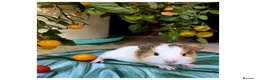 Guinea Pig rodents for sale: Baby Guinea Pigs for Sale! in Castleford - Advert 16