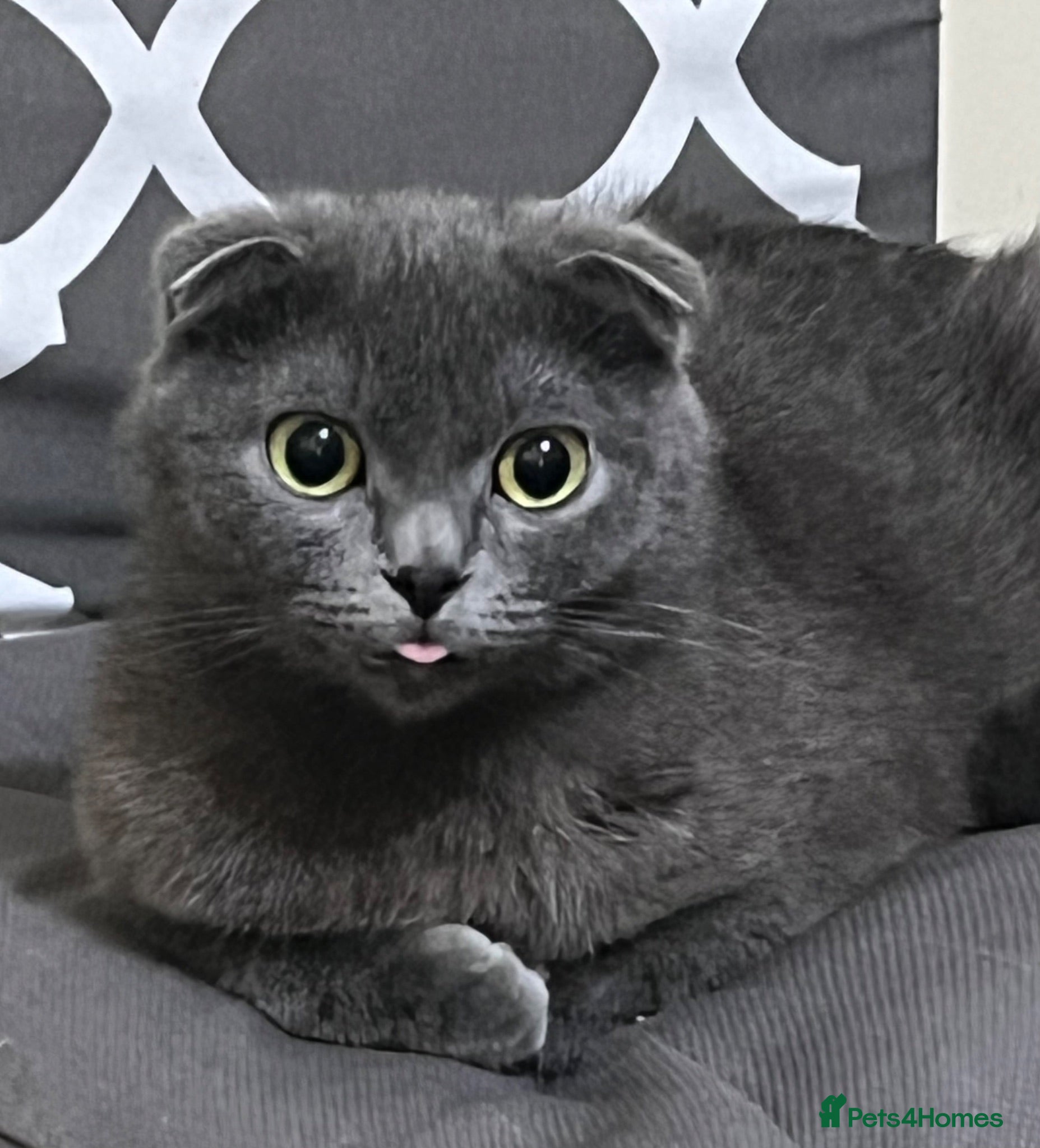Scottish Fold cats 4 Beautiful Scottish Fold Kittens  - Advert 9