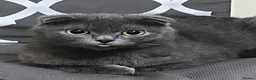 Scottish Fold cats for sale: 4 Beautiful Scottish Fold Kittens  - Advert 1