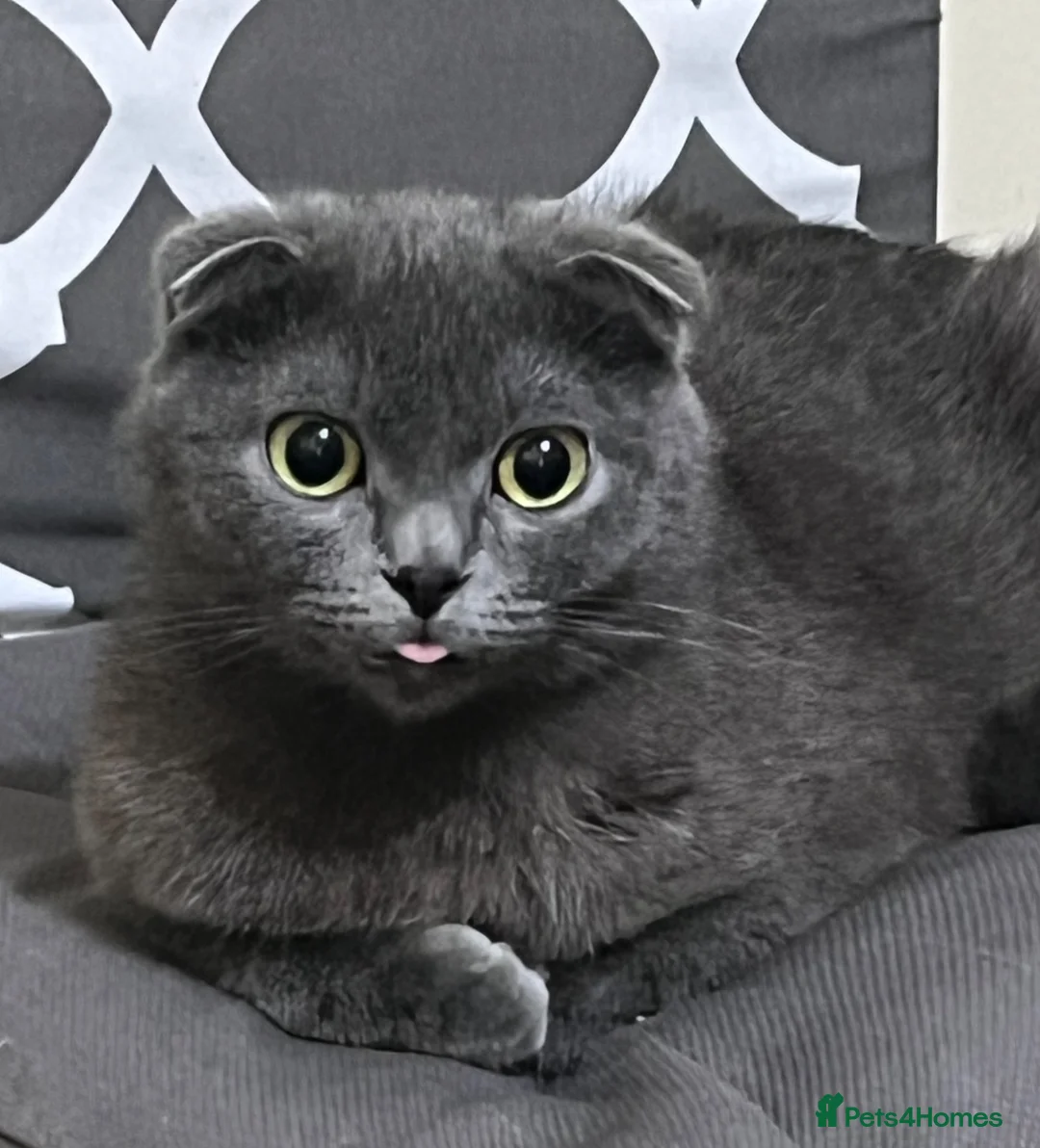 Scottish Fold cats for sale: 4 Beautiful Scottish Fold Kittens  - Advert 1