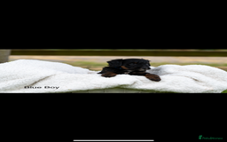 Bordoodle dogs for sale: GOLD STANDARD HIGH HEALTH COLLIPOO PUPPIES 🌟 - Image 10