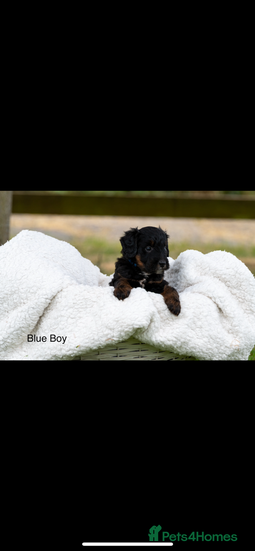 Bordoodle dogs for sale: GOLD STANDARD HIGH HEALTH COLLIPOO PUPPIES 🌟 - Image 10