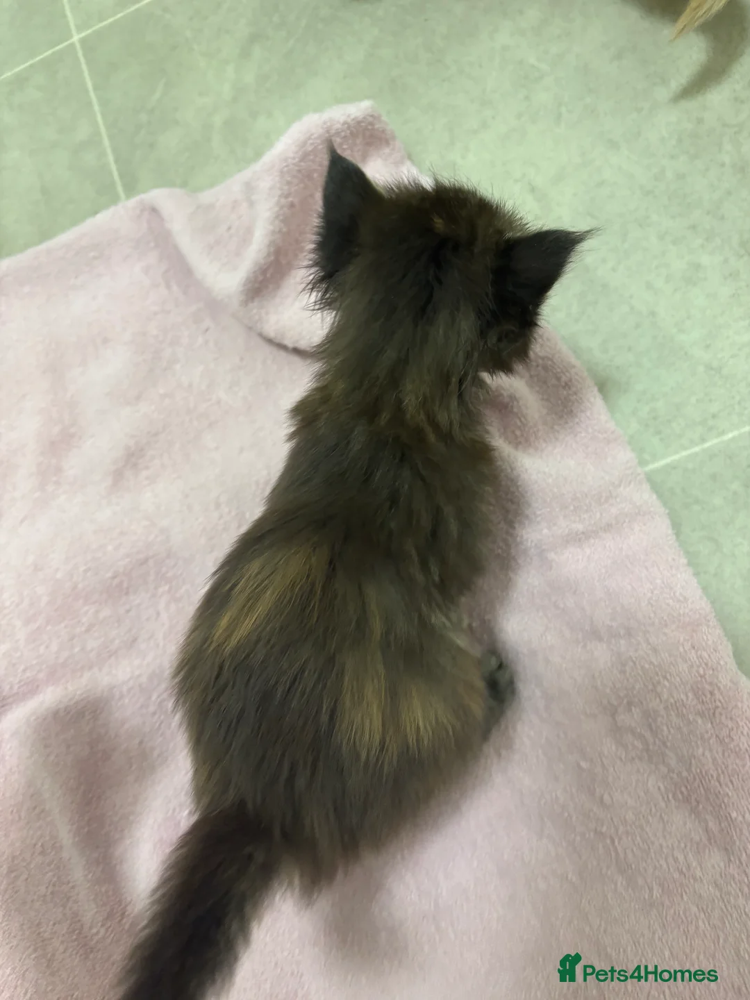 Maine Coon cats for sale: TICA registered Maine coon kittens - Advert 14