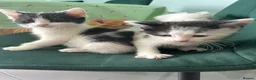 Siberian cats for sale:     Beautiful Siberian Cross Kittens - Advert 17