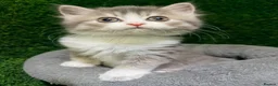 Mixed Breed cats for sale: Beautiful Fluffy Grey Female Kitten  - Advert 5