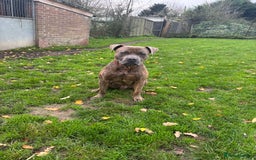 Bullmastiff dogs for adoption: Gorgeous Biscuit is seeking his forever home - Advert 4