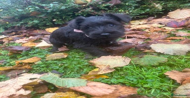 Miniature Schnauzer dogs - Advert 2