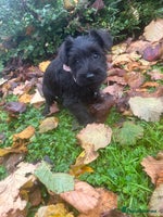 Miniature Schnauzer dogs - Advert 3