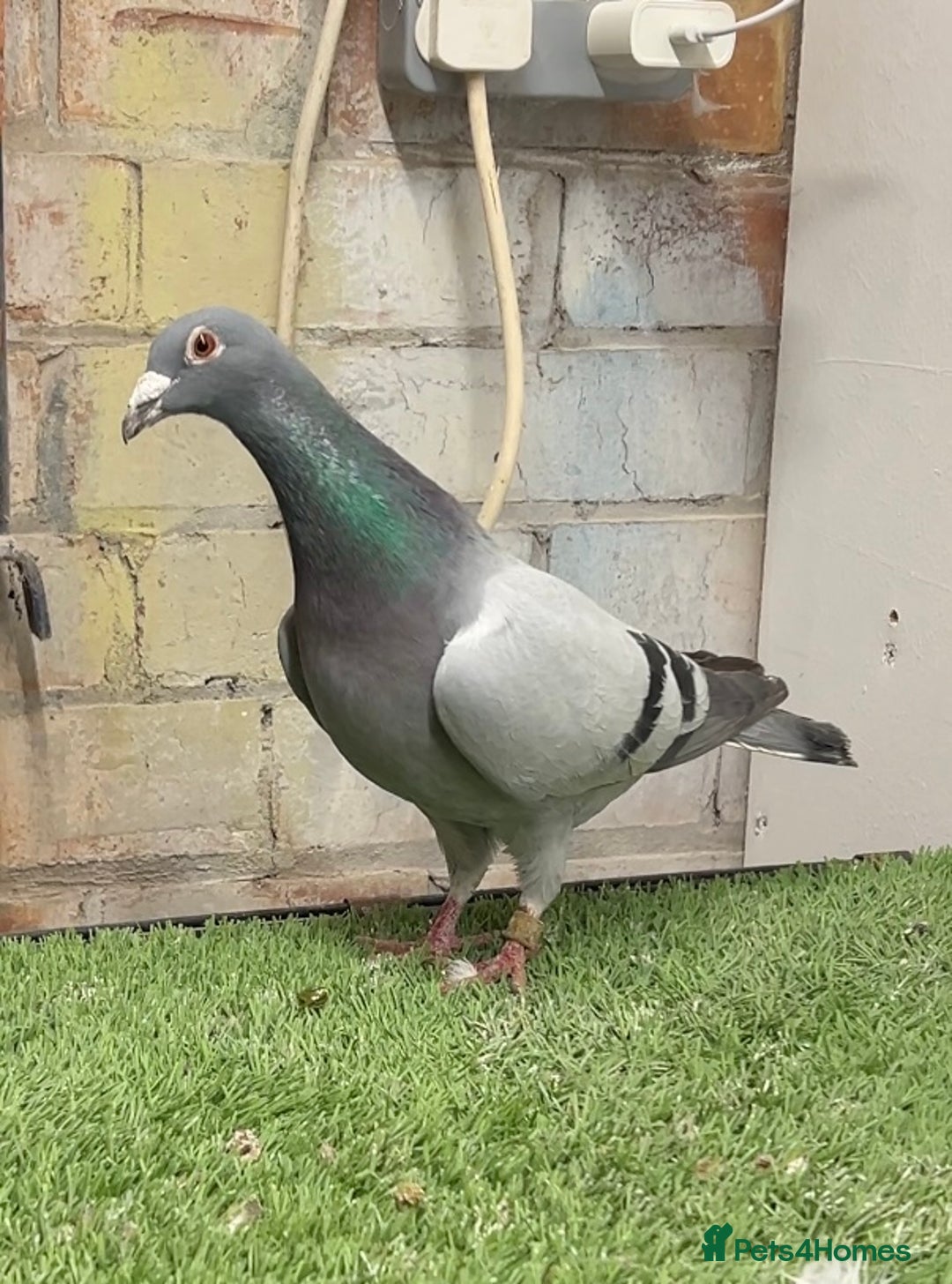Pigeons birds for sale: CHEAP RACER PIGEONS FOR QUICK SELL - Image 4