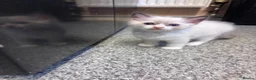 Ragdoll cats for sale: Beautiful pedigree kittens  in Peterborough - Advert 6