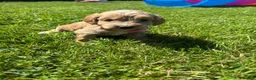 Cockapoo dogs for sale: Beautiful cockerpoo puppies - Advert 5