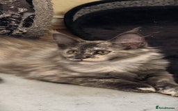 Maine Coon cats for sale: 25% OFF PURE MAINE COONS FROM CHAMPION BLOODLINE! - Image 29