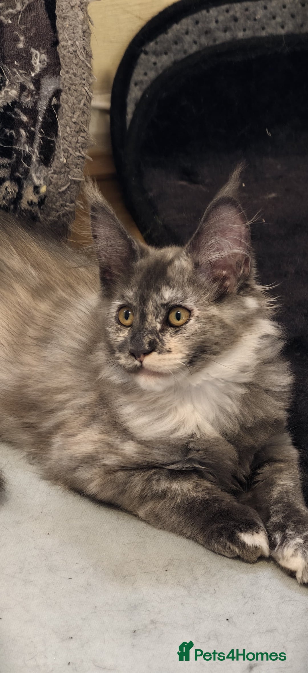 Maine Coon cats for sale: 25% OFF PURE MAINE COONS FROM CHAMPION BLOODLINE! - Image 29