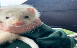 Ferret rodents for sale: Ferret Kits (albino, sandy, bew colours) - Image 12
