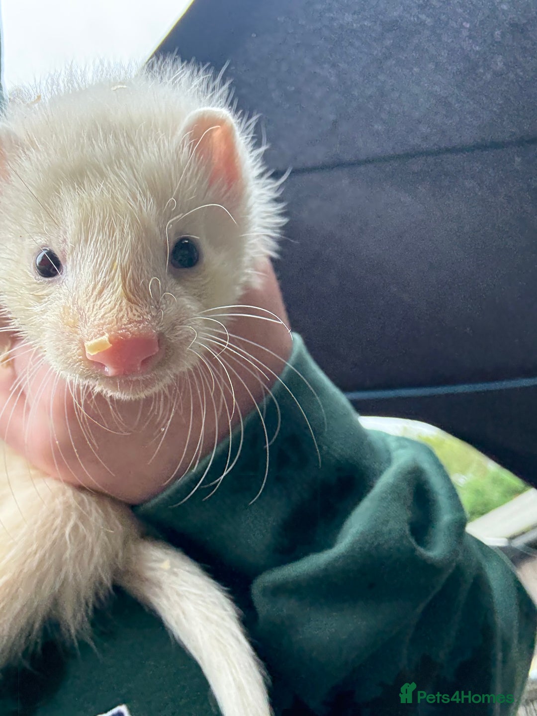 Ferret rodents for sale: Ferret Kits (albino, sandy, bew colours) - Image 12