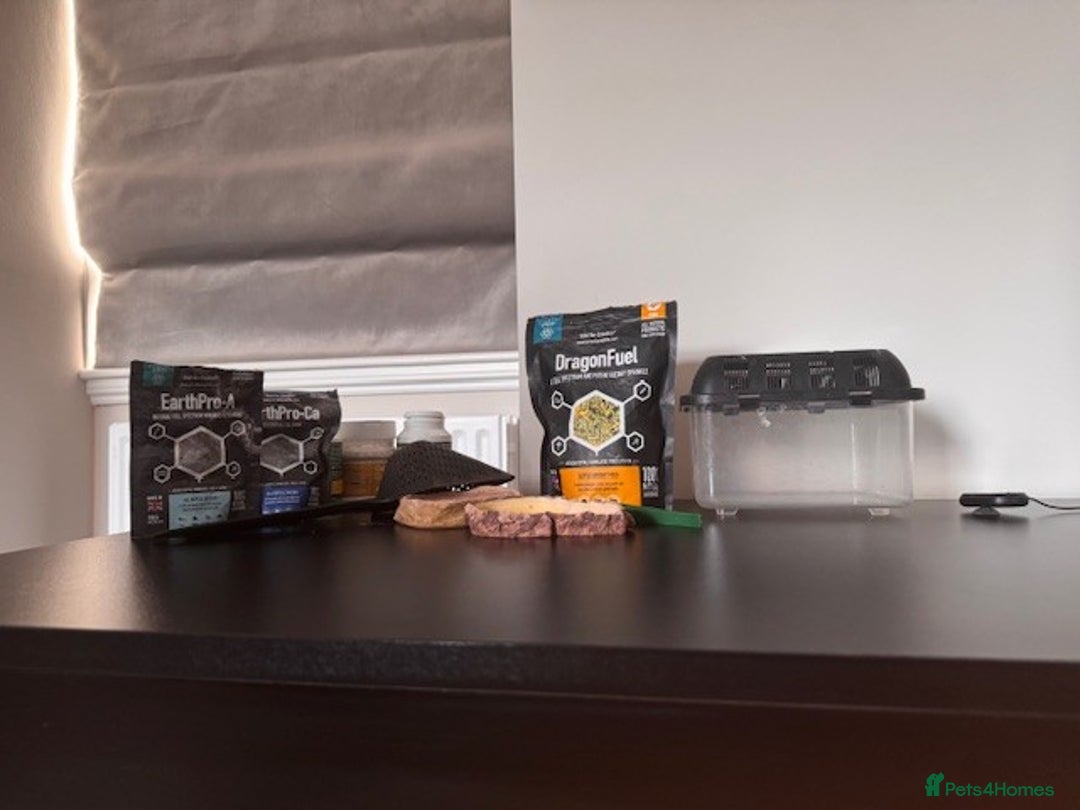 Bearded Dragon reptiles for sale: Bearded Dragon + Large Vivarium & Full Setup - Image 10
