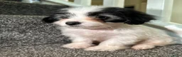 Maltipoo dogs for sale: 7 precious puppies looking for their forever homes - Advert 25