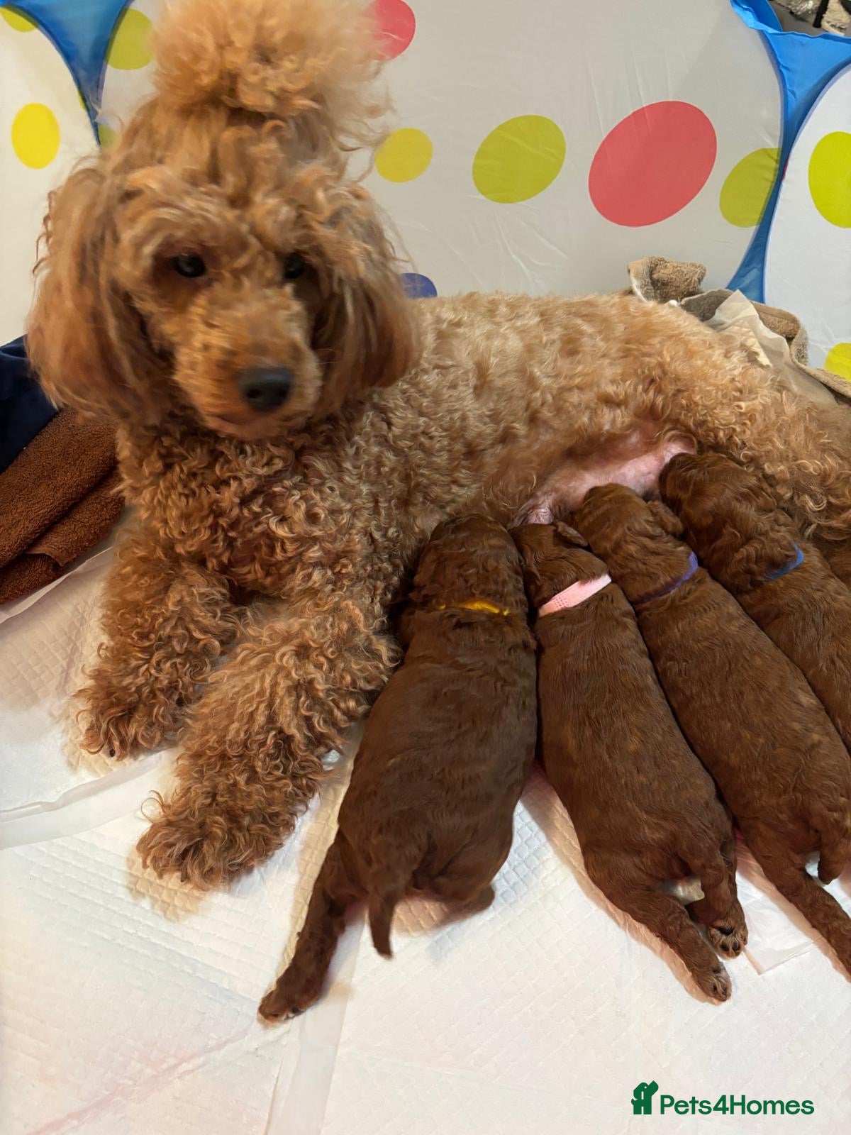 Labradoodle dogs Toy/mini multigenerational F2BB labradoodles  - Advert 1