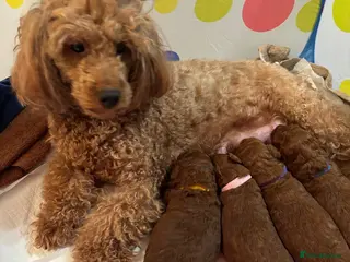 Labradoodle dogs Toy/mini multigenerational F2BB labradoodles - Advert 9