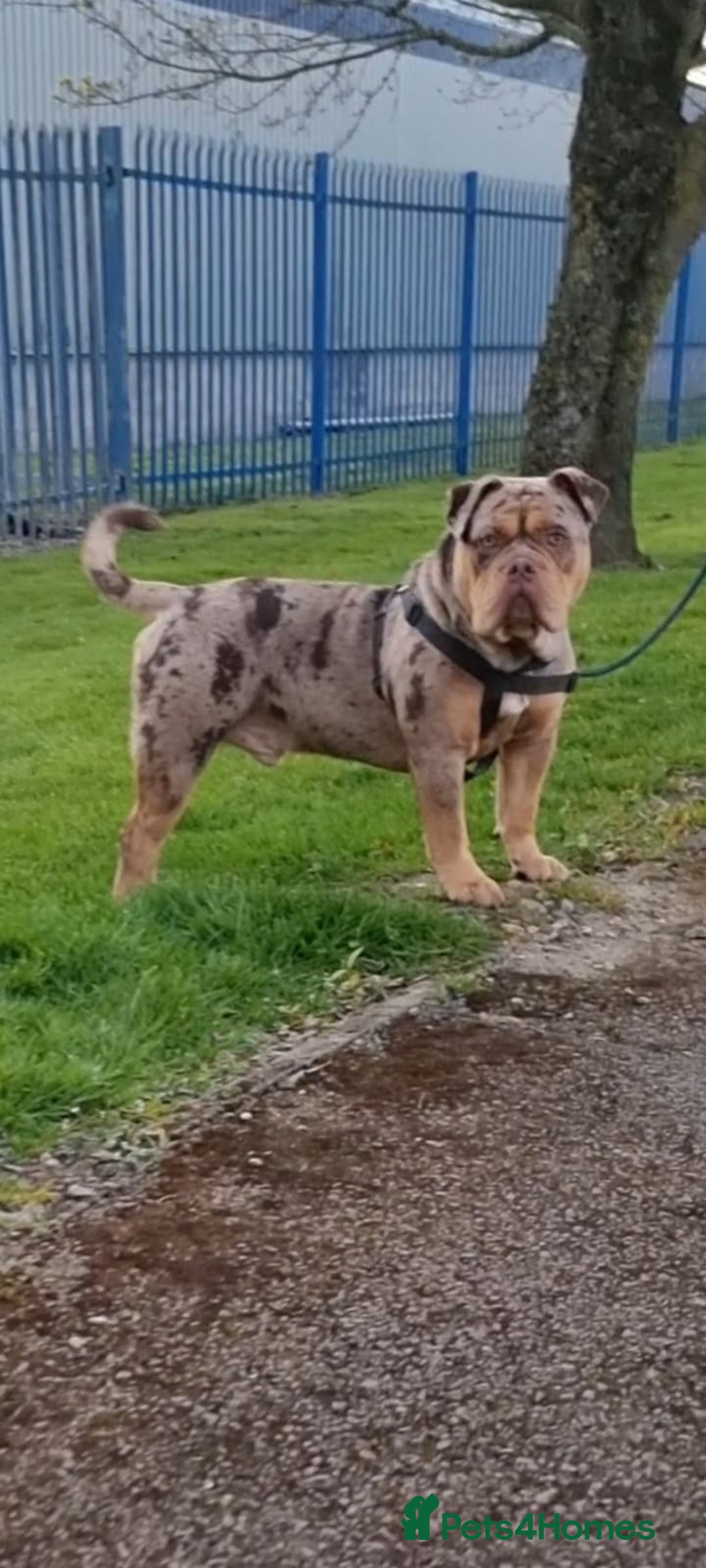 Olde English Bulldogge dogs for stud: Olde english bulldogge  - Advert 8