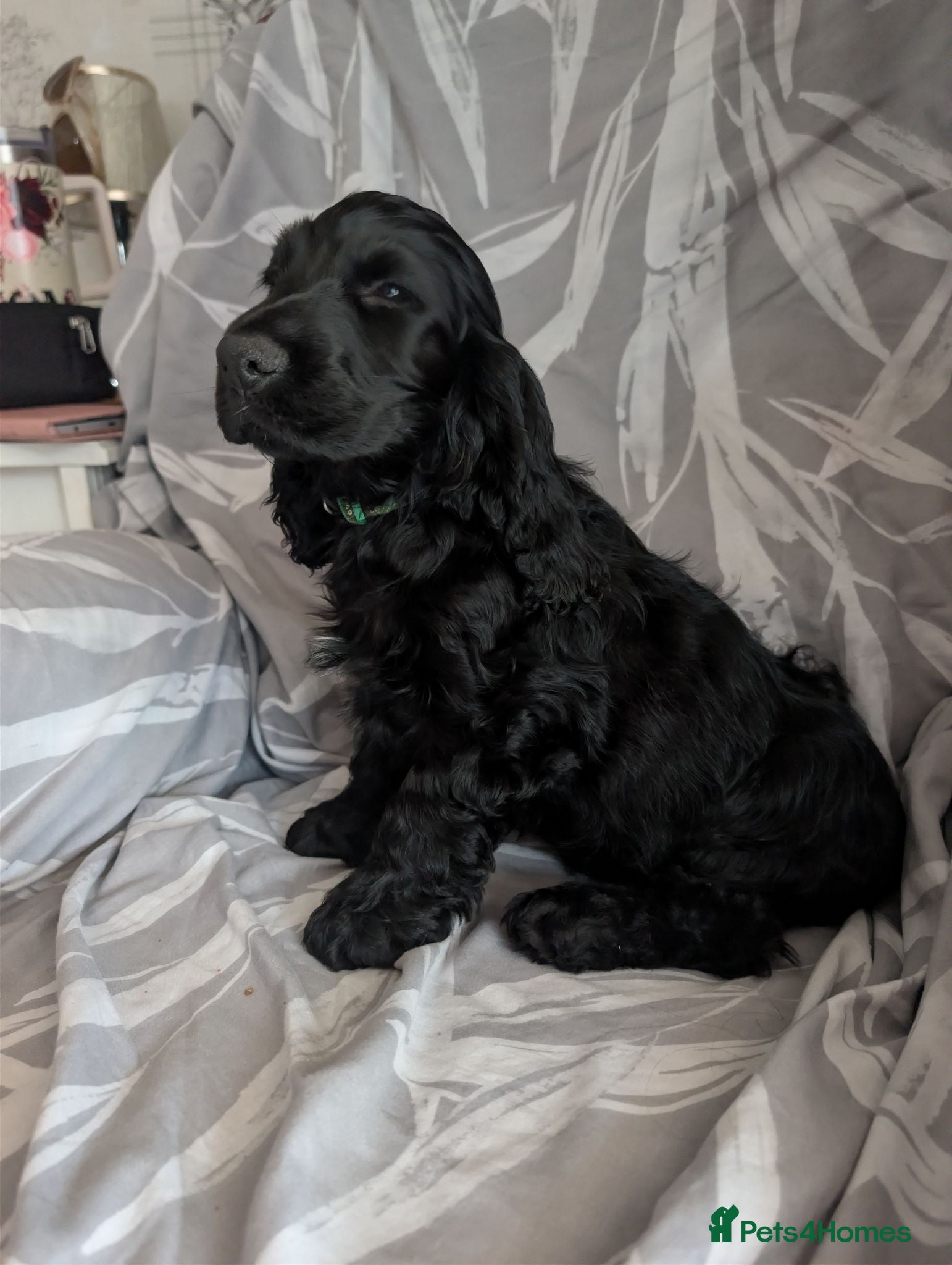 Cocker Spaniel dogs Show type cocker spaniels - Advert 16