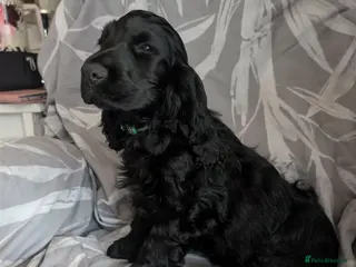 Cocker Spaniel dogs Show type cocker spaniels - Advert 16